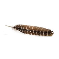 Räucherfeder Natur Putenkiel getigert von Sofri Räucherfeder Natur Putenkiel getigert von Sofri