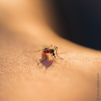 Wer Sommerabende ohne lästiges Surren und Jucken im Grünen verbringen will - wir haben die Lösung!